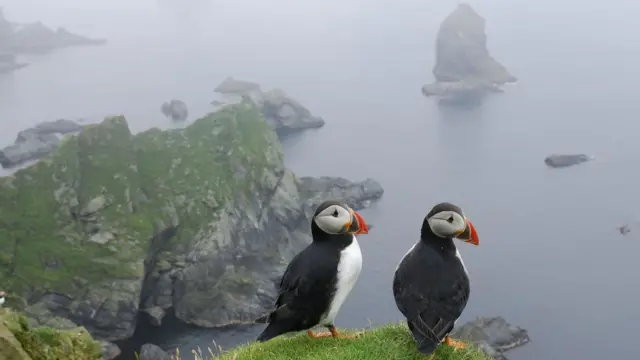 Atlantic Puffins on the island of Unst