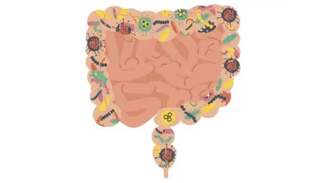 Microbiota en el intestino grueso