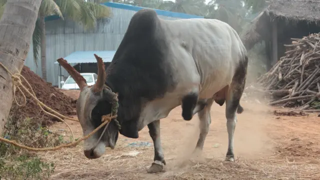 மதுரையில் ஜல்லிக்கட்டுக்கு தயாராகும் காளைகள்