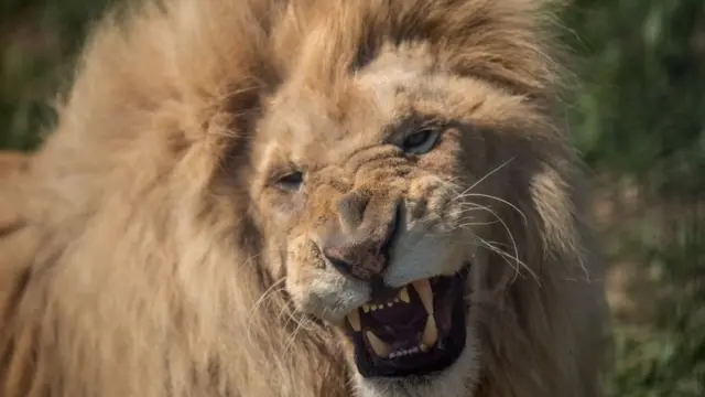 কেশর থেকে সিংহের বয়স বোঝা যায়।