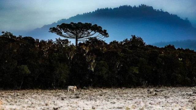 Campo com geada e gado ao fundo