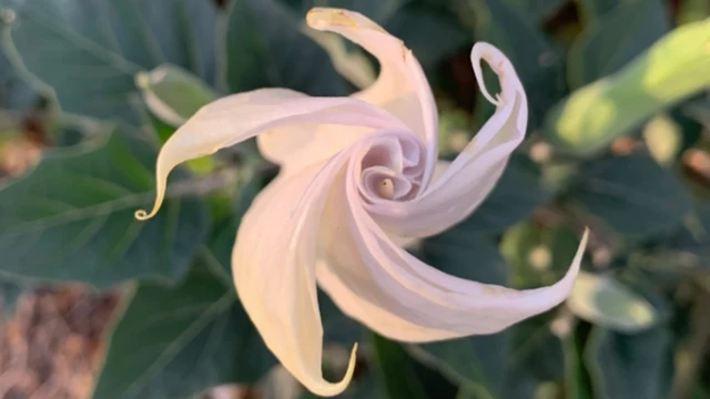 ดอกลำโพง (Datura wrightli) ขณะกำลังคลี่บานจะมีรูปทรงคล้ายกังหัน