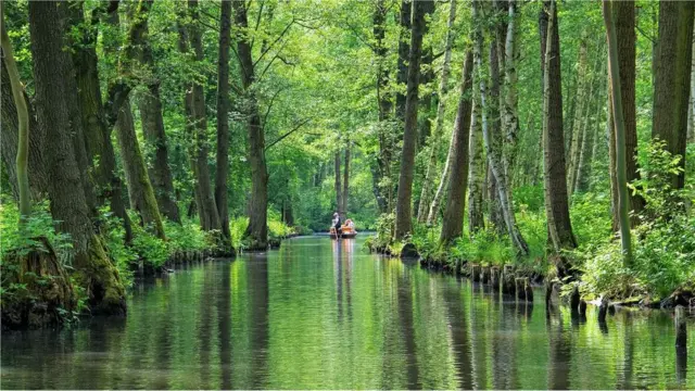 Spreewald adalah biosfer Unesco yang mencakup 47.500 hektar padang rumput, hutan, dan kanal.