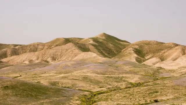 Алексей Ольховенко, Израиль: "Так цветет пустыня в начале марта".