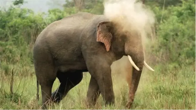 జిమ్ కార్బెట్