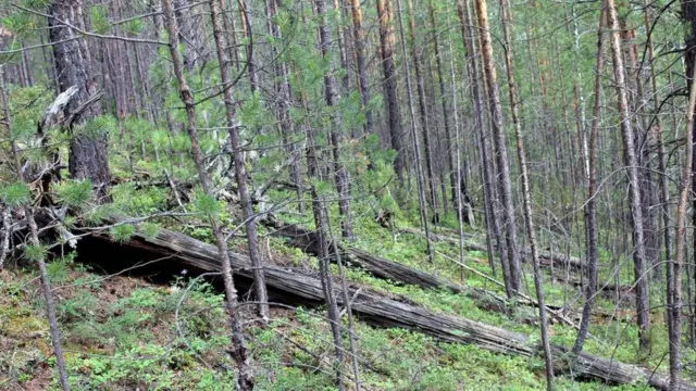 साइबेरिया के तुंगुस्का में 1908 का महाविस्फोट