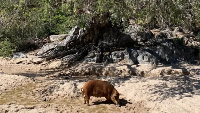 Puerco en el lecho de un arroyo seco en cuya orilla hay un gran encino arroyero