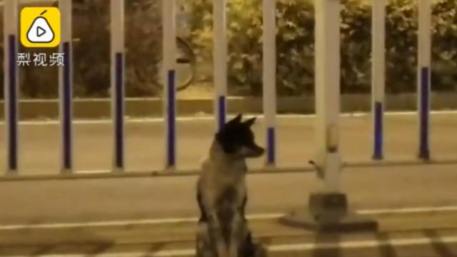 Cachorro sentado na rua na China