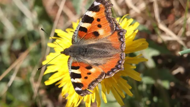 Borboleta pousasportingbet é legalflor