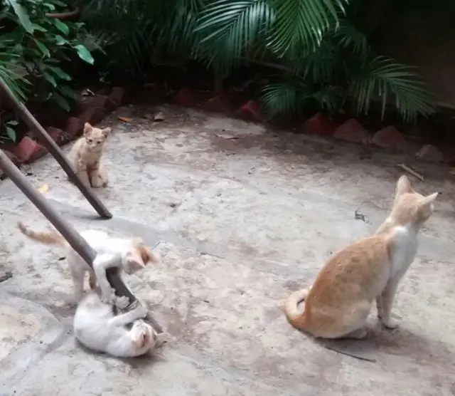 Reunión de gatos en el jardín