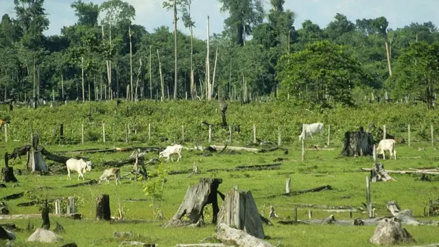 Deforestation in Brazil, with cattle roaming around fallen trees
