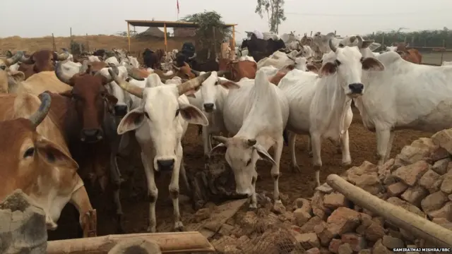 गौशाला