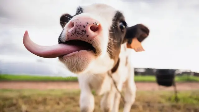 باکتری‌های موجود در زمین شالیکاری، گاز متان آزاد می‌کنند اما بسیار کمتر از گاز متانی است که گاو‌ها تولید می‌کنند اما از موارد دیگر مثل جو بیشتر است