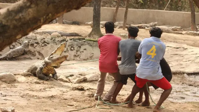 சென்னை முதலை பண்ணை