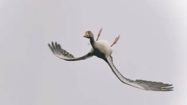غاز