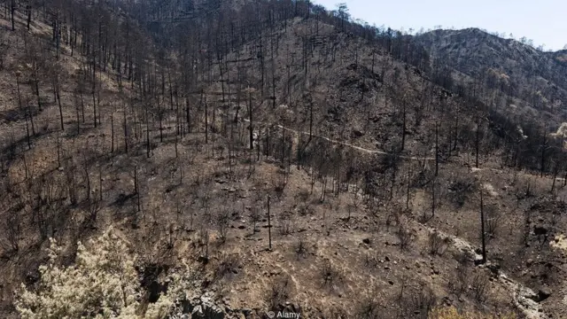 सीएलटी, लकड़ी की इमारतें