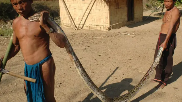 বান্দরবনে এই সাপটি ২০০৭ সালে ধরা পড়ে