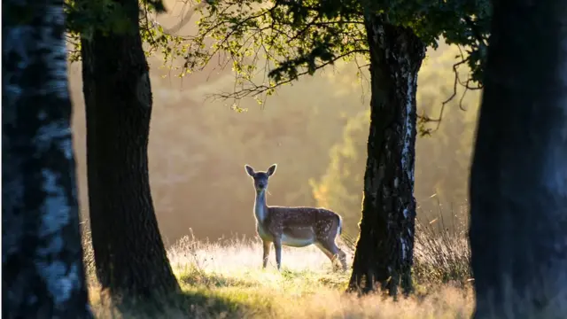 У леса сейчас - другие обитатели. Но кто знает, может, где-то здесь живут потомки Пятачка, Совы и Иа?