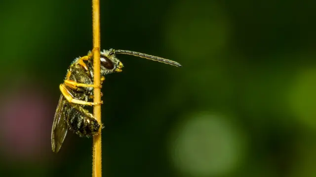 Макронасекомые