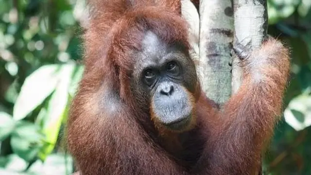 जंगलों का जीवन