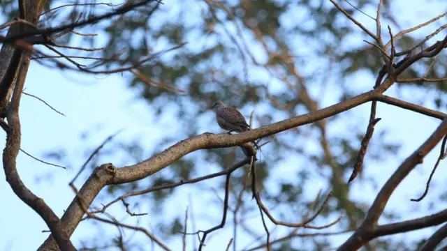 డవ్ – గువ్వజాతికి చెందిన పక్షి