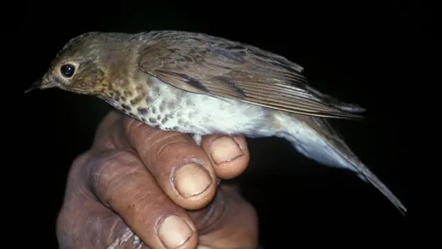 zorzalito de Swainson