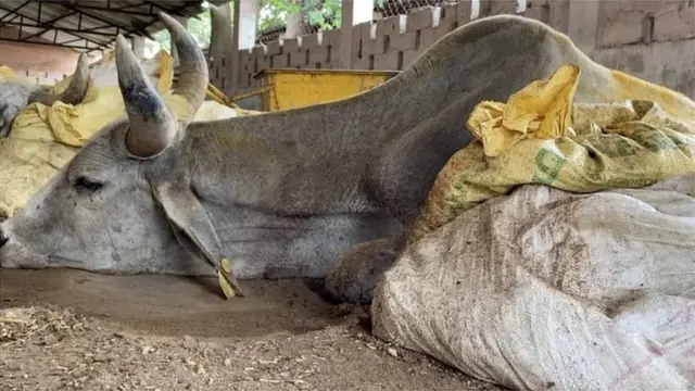 54, 055 ગાયો લમ્પી વાઇરસથી ગ્રસ્ત છે હોવાનો સરકારનો દાવો