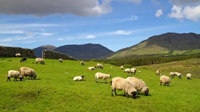 Адам баласы байыртан бери эле кой багып келатат.