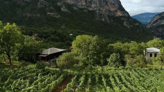 Виноградник Миранды Чхетиани