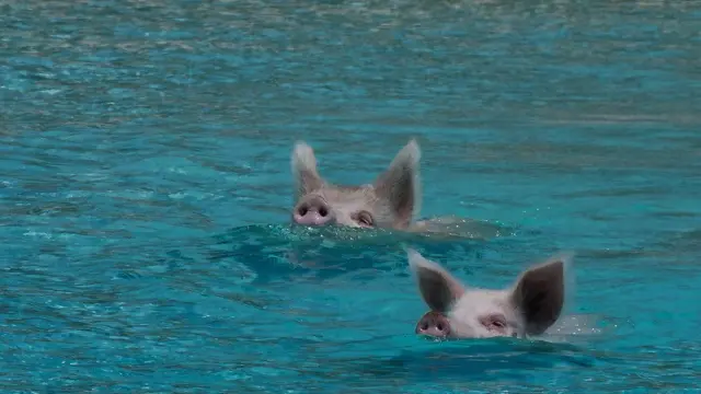 Cerditos nadando
