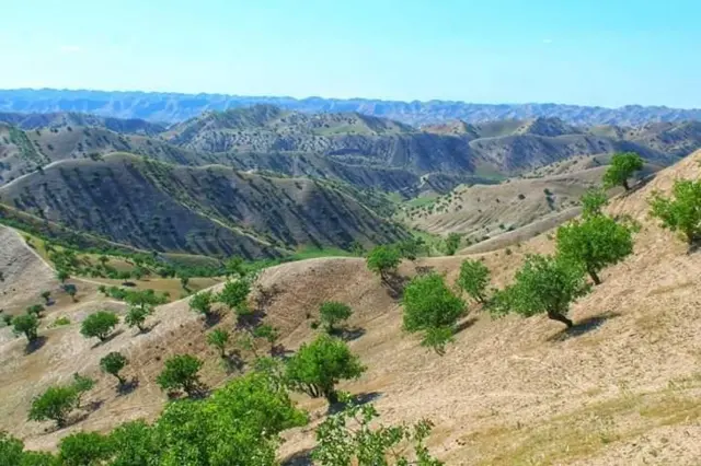 افغانستان