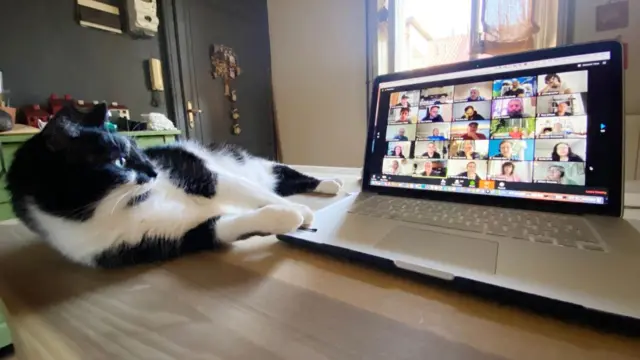 Кот лежит перед ноутбуком