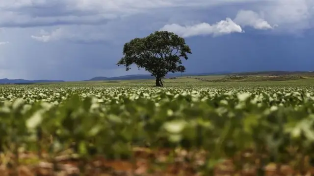 Plantaçãomelhores apostas na bet365soja no municípiomelhores apostas na bet365Alto Paraísomelhores apostas na bet365Goiás