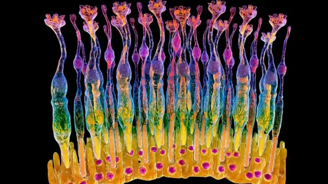 Палички (у формі квітки) і колбочки - у сітківці людини