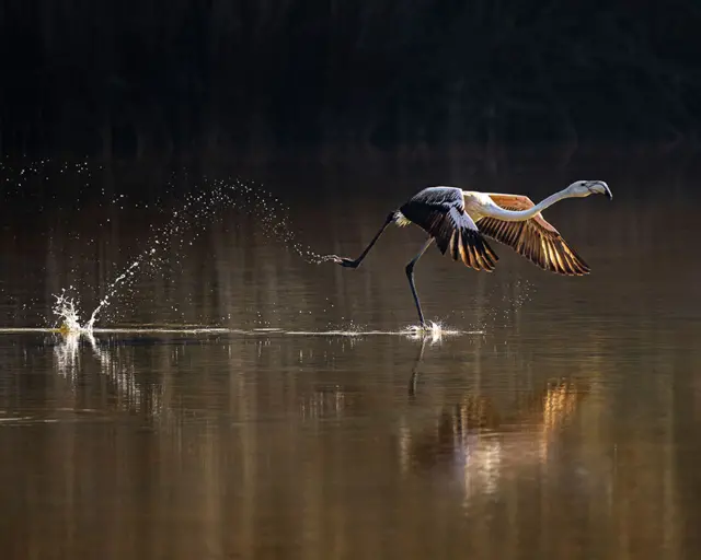 Um grande flamingo (Phoenicopterus roseus) embarcamines betnacional telegramuma jornada migratória pela Ásia.