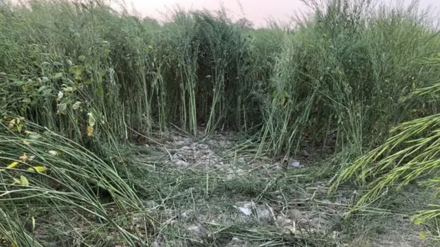 उन्नाव बलात्कार