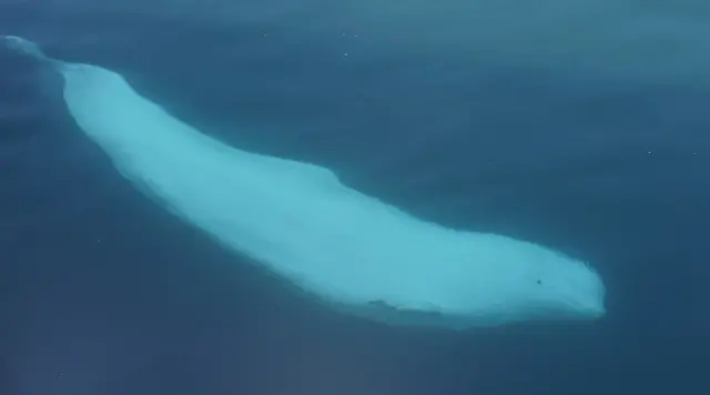 A picture of Hvaldimir swimming underwater