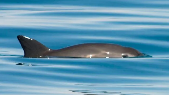 vaquita porpoise