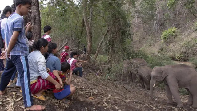 ช้างบ้านกลับถิ่น