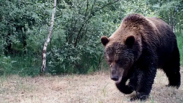 Порно ужасы: Дикий зверь в клетке | Wild Beast