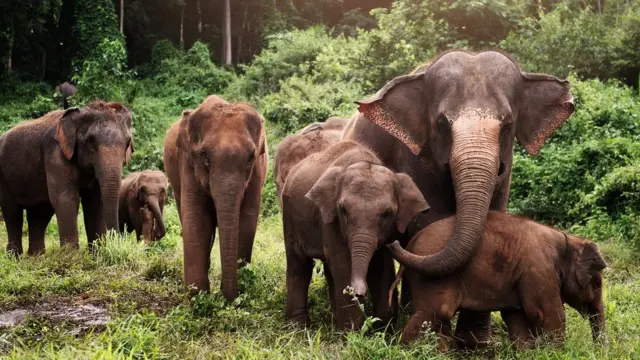 யானைகள்
