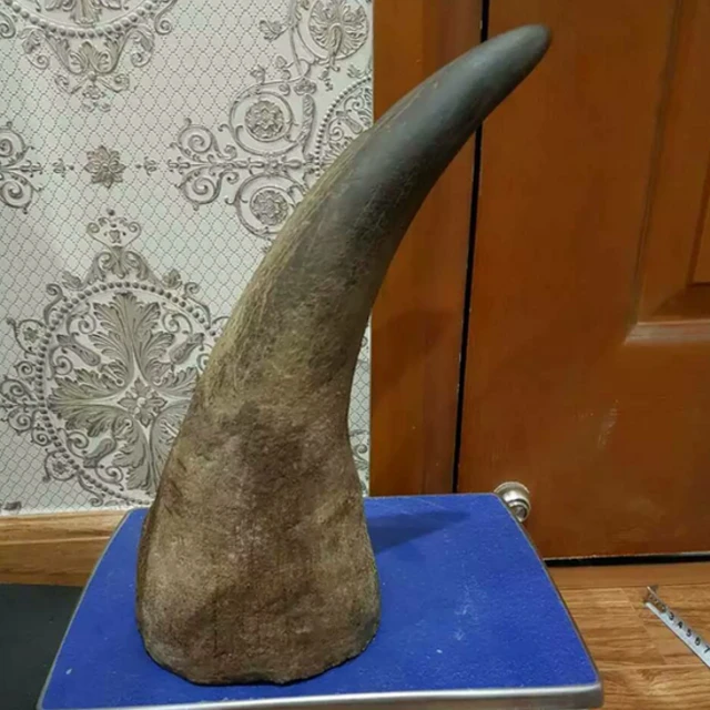 One whole raw rhino horn weighing 1.635kg