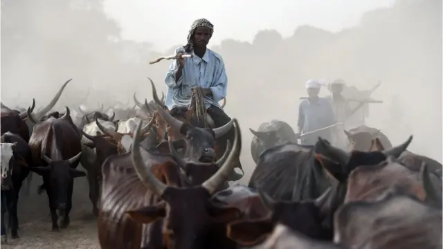 Awọn darandaran kan joko lori maluu wọn