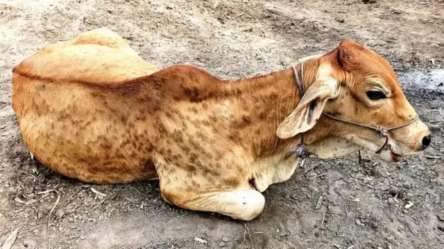 ਲੰਪੀ ਤੋਂ ਪੀੜਤ ਇੱਕ ਗਊ