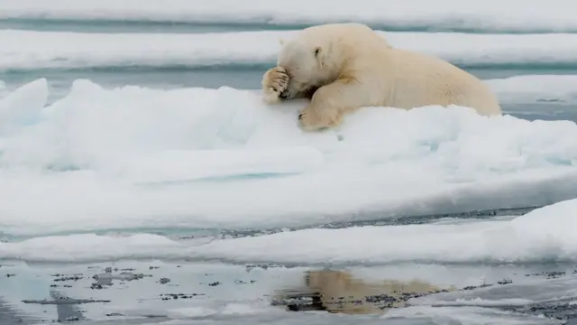 Um urso polar esfregando o rosto