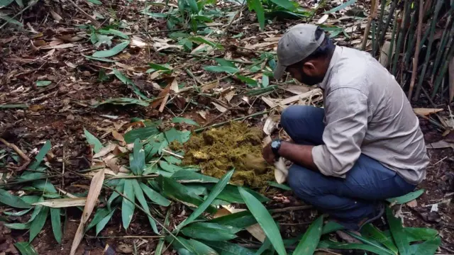 ఏనుగుల మలం