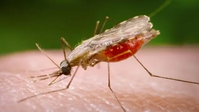 Gros plan sur un insecte