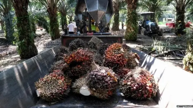 ਤਾੜ ਦਾ ਫ਼ਲ