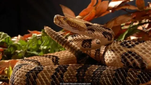 सांप सेक्स