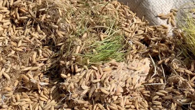 వర్షాలకు తడిసి మొలకెత్తిన ధాన్యం